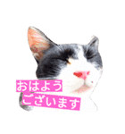 毎日使える♪兄妹ねこねこ（個別スタンプ：1）