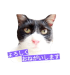 毎日使える♪兄妹ねこねこ（個別スタンプ：2）