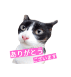 毎日使える♪兄妹ねこねこ（個別スタンプ：3）