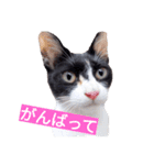 毎日使える♪兄妹ねこねこ（個別スタンプ：5）