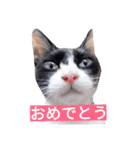 毎日使える♪兄妹ねこねこ（個別スタンプ：7）