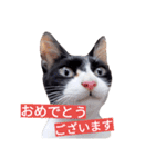 毎日使える♪兄妹ねこねこ（個別スタンプ：9）