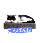 毎日使える♪兄妹ねこねこ（個別スタンプ：22）