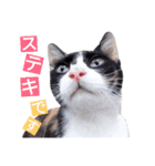 毎日使える♪兄妹ねこねこ（個別スタンプ：25）