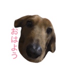 愛犬大和（個別スタンプ：1）