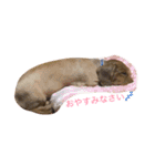愛犬大和（個別スタンプ：2）