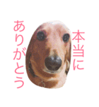 愛犬大和（個別スタンプ：3）