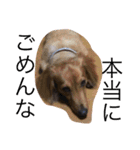 愛犬大和（個別スタンプ：4）
