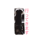 愛犬大和（個別スタンプ：5）