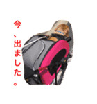 愛犬大和（個別スタンプ：7）