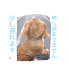 愛犬大和（個別スタンプ：8）