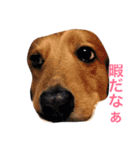 愛犬大和（個別スタンプ：10）
