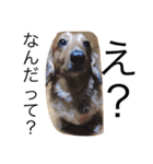 愛犬大和（個別スタンプ：12）