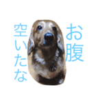 愛犬大和（個別スタンプ：13）