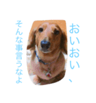 愛犬大和（個別スタンプ：14）