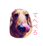 愛犬大和（個別スタンプ：15）