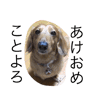 愛犬大和（個別スタンプ：16）