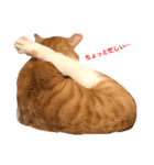 猫のほたて（個別スタンプ：1）