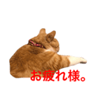 猫のほたて（個別スタンプ：2）