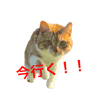 猫のほたて（個別スタンプ：3）