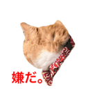 猫のほたて（個別スタンプ：4）