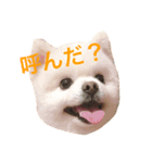 猫のほたて（個別スタンプ：5）