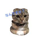 猫のほたて（個別スタンプ：6）