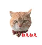 猫のほたて（個別スタンプ：8）