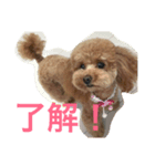 日常で使えるトイプードルのスタンプ（個別スタンプ：3）