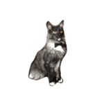 銀二郎。猫です。（個別スタンプ：1）