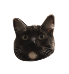 銀二郎。猫です。（個別スタンプ：3）
