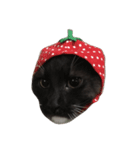 銀二郎。猫です。（個別スタンプ：6）