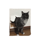 銀二郎。猫です。（個別スタンプ：7）