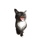 銀二郎。猫です。（個別スタンプ：8）