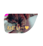 ねこ♡（個別スタンプ：1）