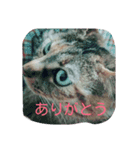 ねこ♡（個別スタンプ：3）