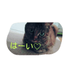 ねこ♡（個別スタンプ：6）