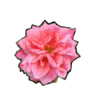 幸せな花（個別スタンプ：1）