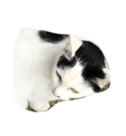 猫のるー（個別スタンプ：2）