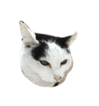猫のるー（個別スタンプ：4）