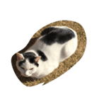 猫のるー（個別スタンプ：7）