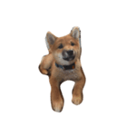 柴犬太郎（個別スタンプ：1）