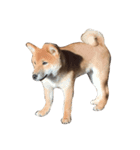 柴犬太郎（個別スタンプ：2）