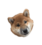 柴犬太郎（個別スタンプ：3）