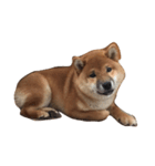 柴犬太郎（個別スタンプ：4）