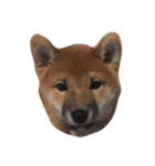 柴犬太郎（個別スタンプ：5）