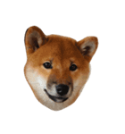 柴犬太郎（個別スタンプ：6）