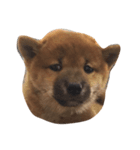 柴犬太郎（個別スタンプ：7）