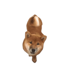 柴犬太郎（個別スタンプ：8）