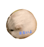 白くて丸いハムスター（個別スタンプ：2）